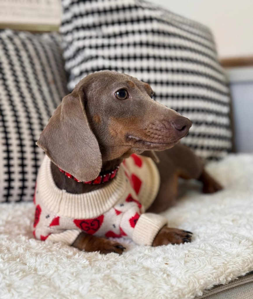 bonnie thehouseofdachshund