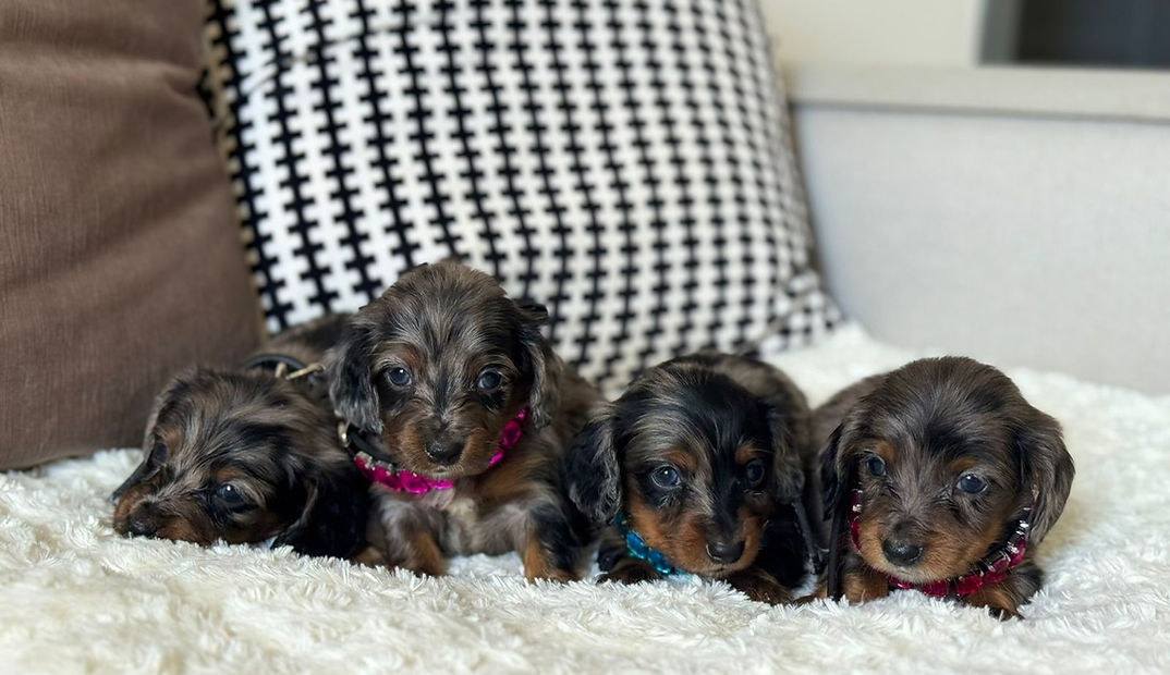 Black dapple long haired litter