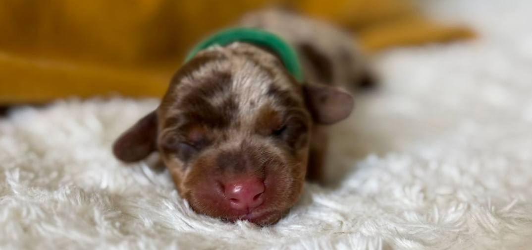 Ralph Chocolate dapple short hair boy