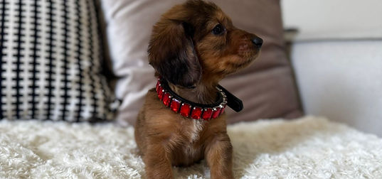 Scooby Red dapple long haired boy