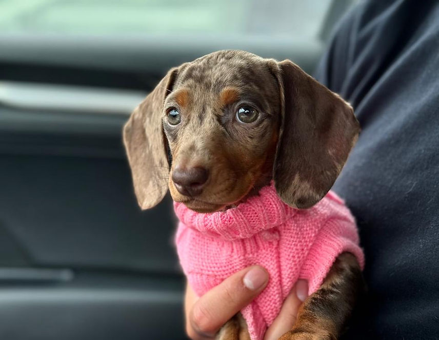 thehouseofdachshund about us